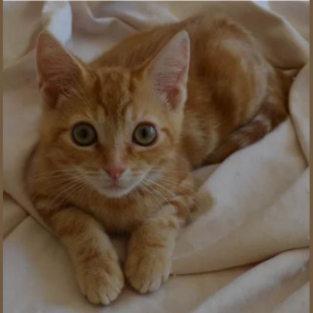 Photo of Aj