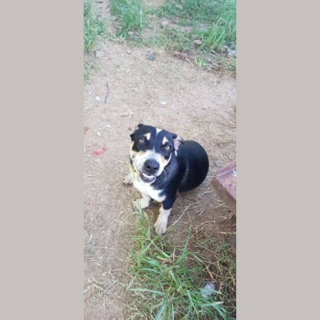 Photo of Mali (Adoption Pending)