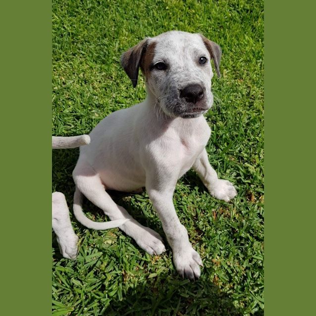 Photo of **On Trial** Walnut