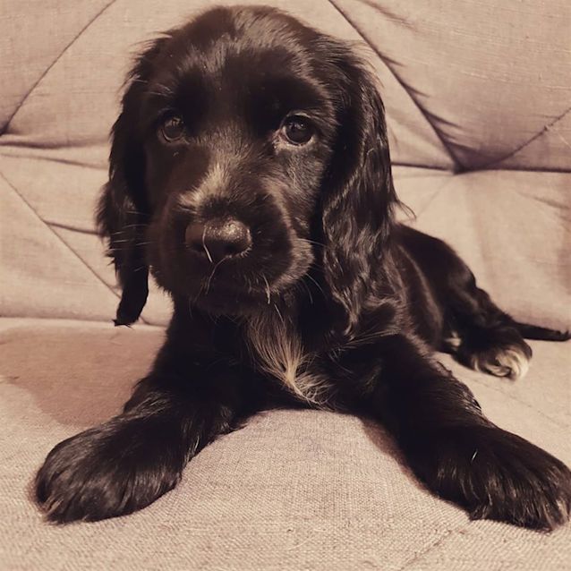 Photo of Sadie