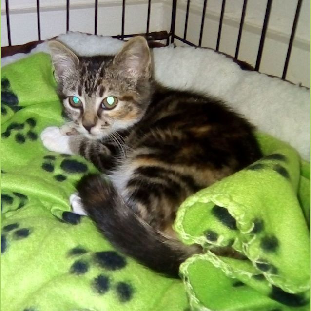 Photo of Kitten Trio   Olive, Louie And Millie