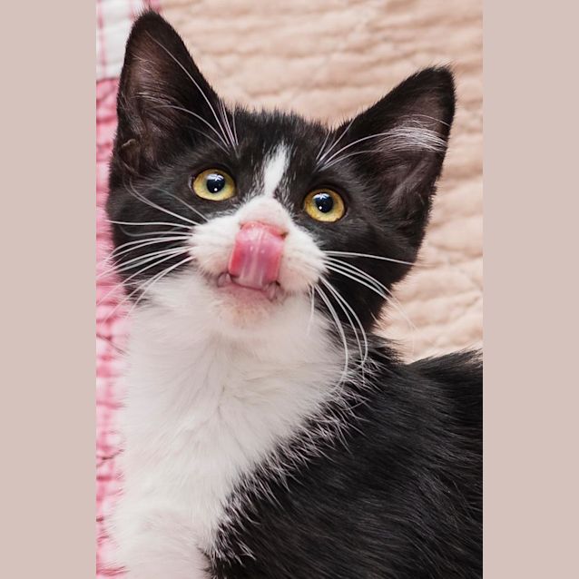 Photo of Dior ** 2nd Chance Cat Rescue**