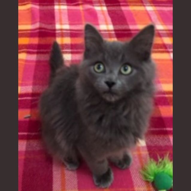 Photo of Murphy   Located In Viewbank