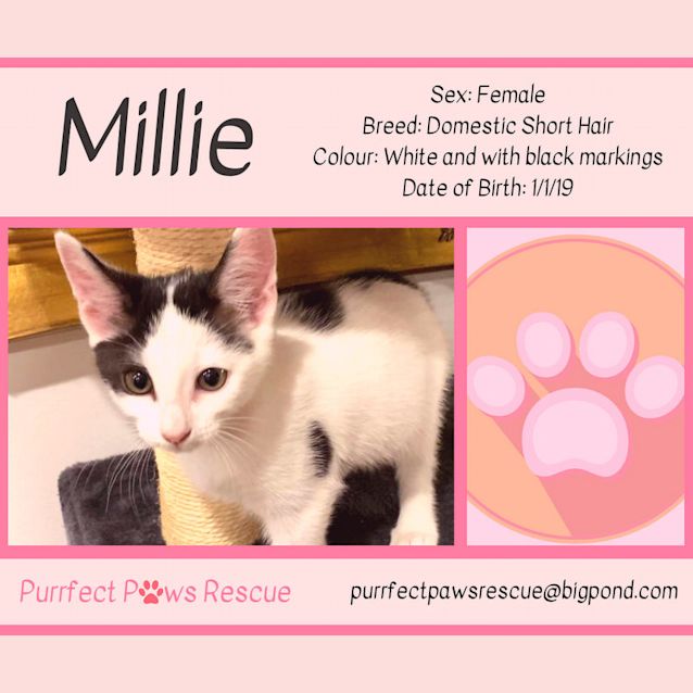 Photo of Millie