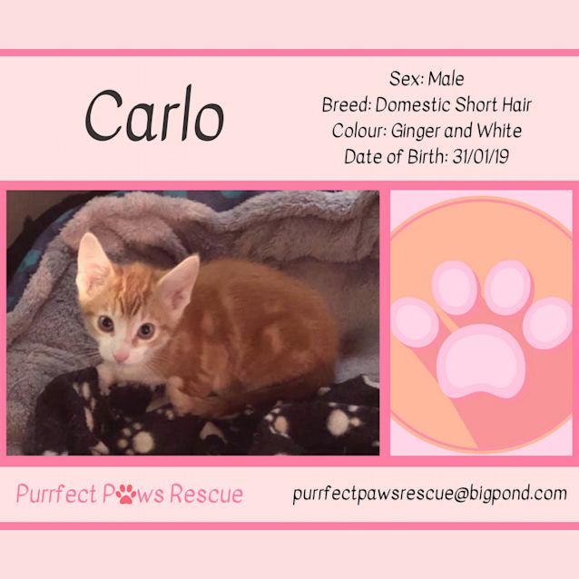 Photo of Carlo