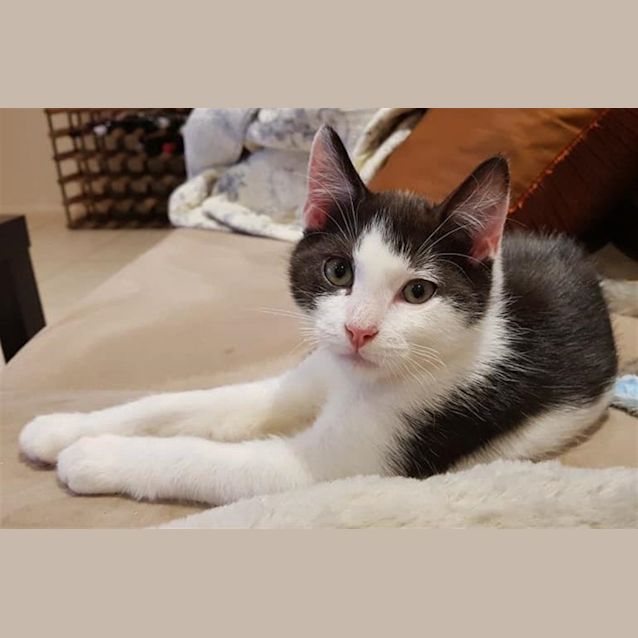 Photo of Patches