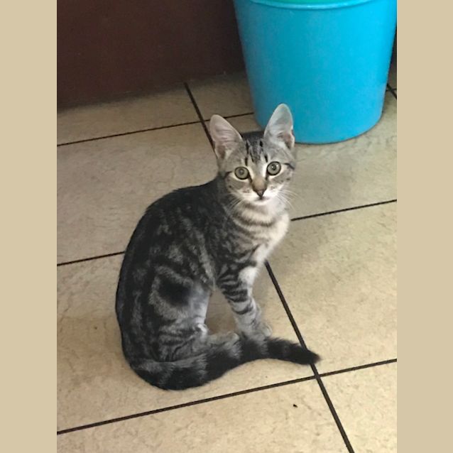 Photo of Catniss 