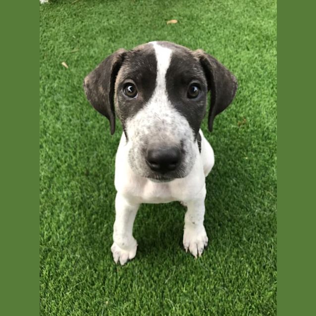 Photo of **On Trial** Chester