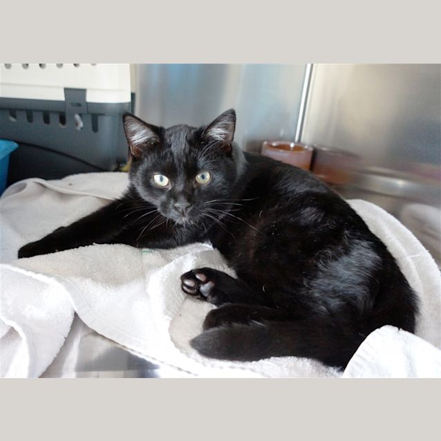 Photo of Cecil