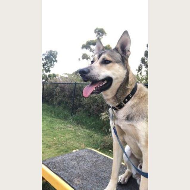 Photo of  Gibson ** On Trial **