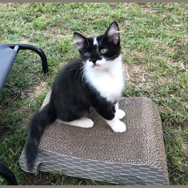 Photo of Harley