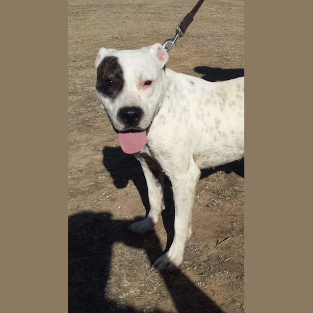 Photo of Tyson