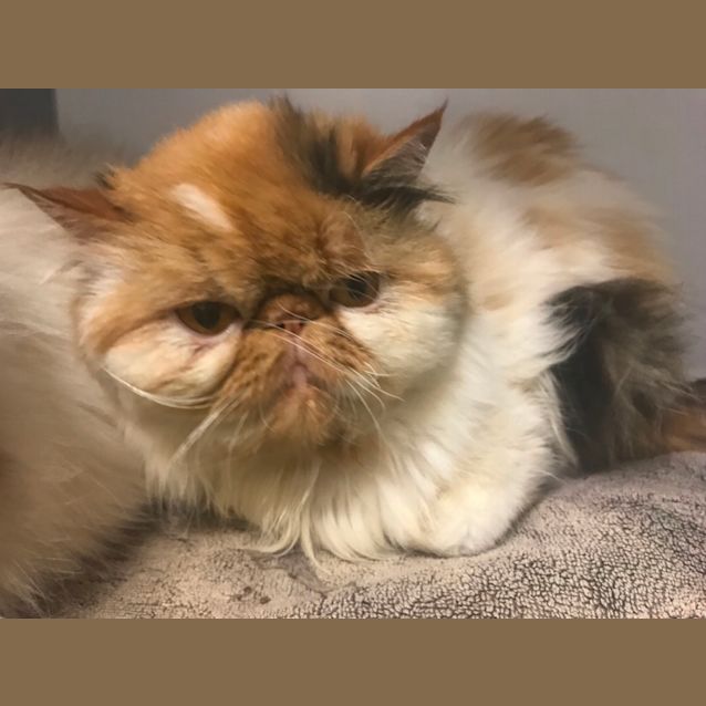 Photo of Mee Meow