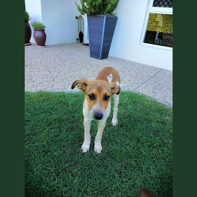 Photo of Lu Lu Belle