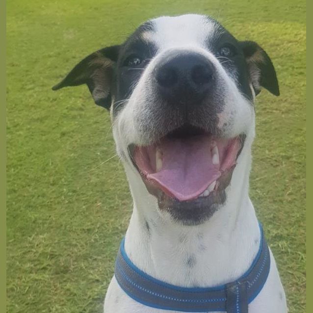 Photo of Digger