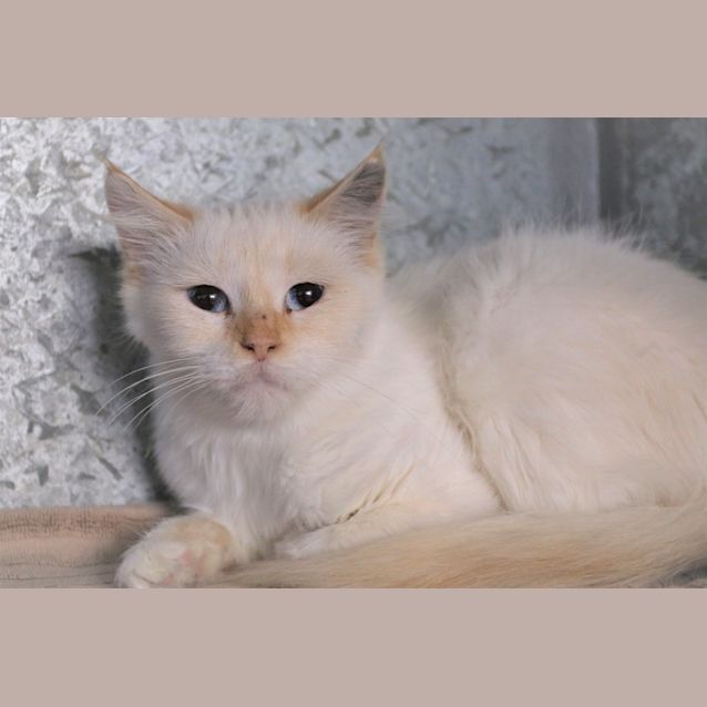 Photo of Nettie