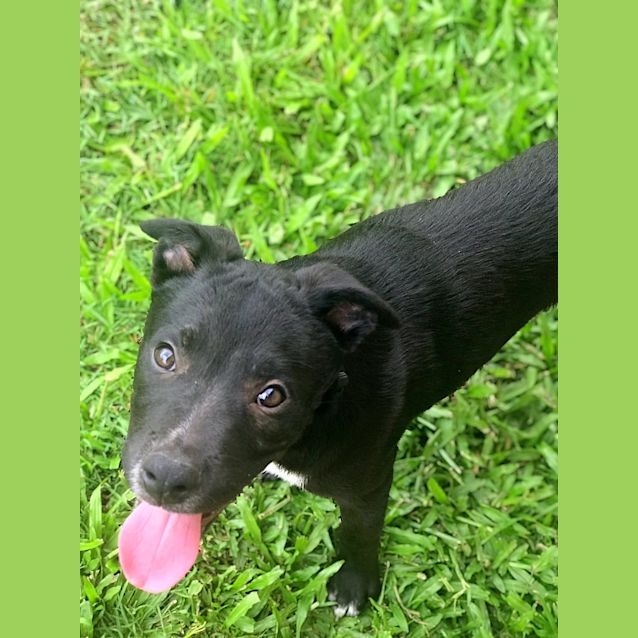 Photo of Rocco 