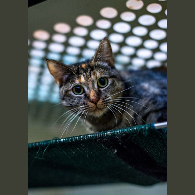 Photo of Atari