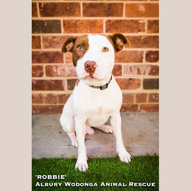 Photo of Robbie