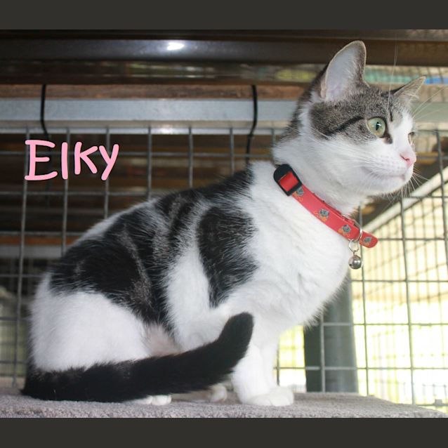 Photo of Elky The Barn Cat