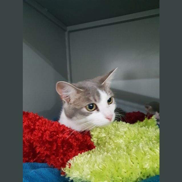 Photo of Sparkles