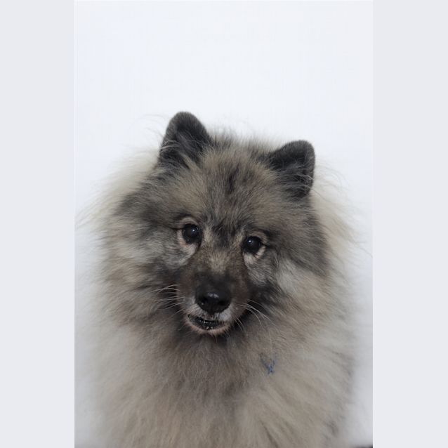 Photo of Missy