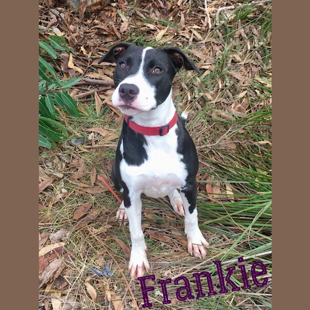 Photo of Frankie