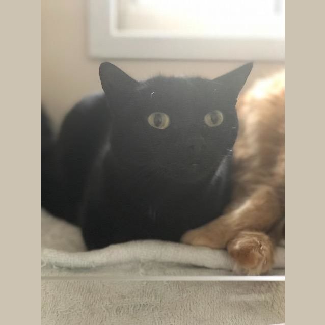 Photo of Raven