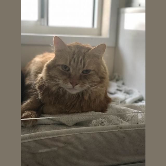 Photo of Finch