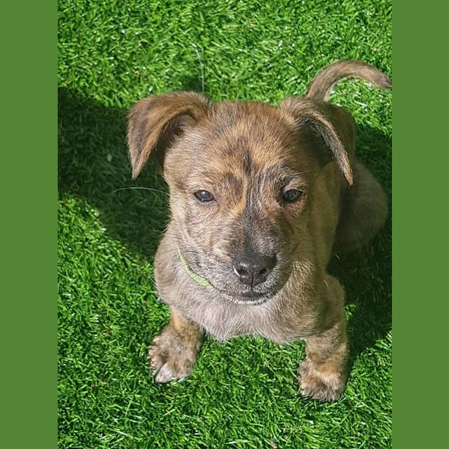 Photo of Pup3 Miss Green