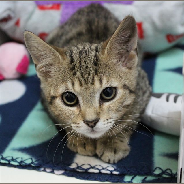 Photo of Tootsie