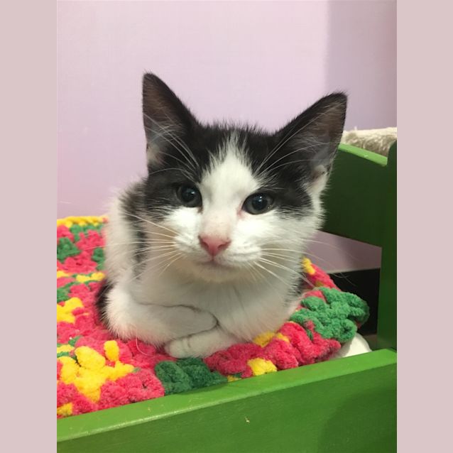 Photo of Captain (Now Charlie)