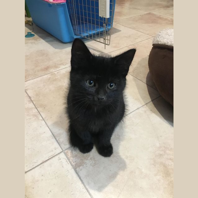 Photo of Thor