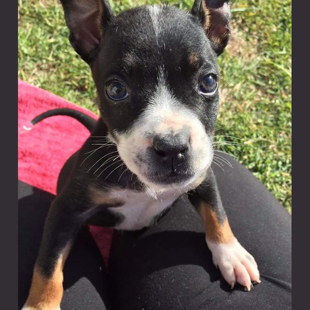Photo of Luna