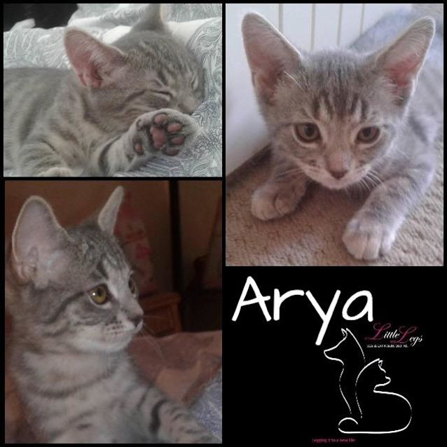 Photo of Arya