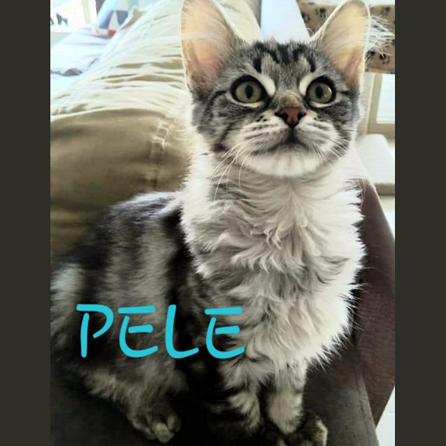 Photo of Pele
