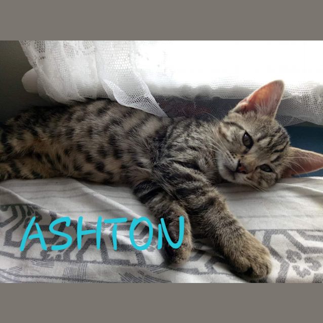 Photo of Ashton