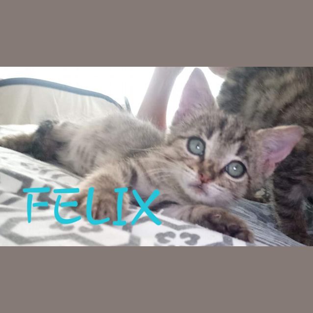 Photo of Felix