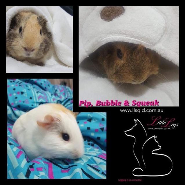 Photo of Pip / Bubble / Squeak