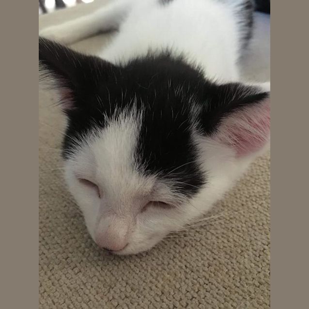 Photo of Frodo