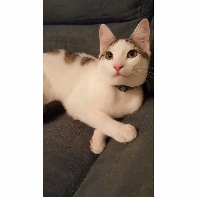 Photo of Lucky Prince