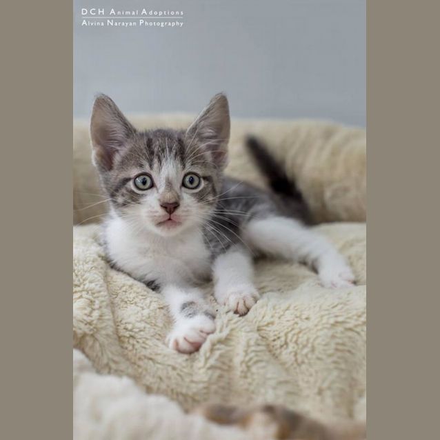 Photo of Snowball