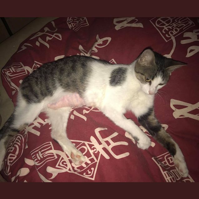 Photo of Lovely **2nd Chance Cat Rescue**