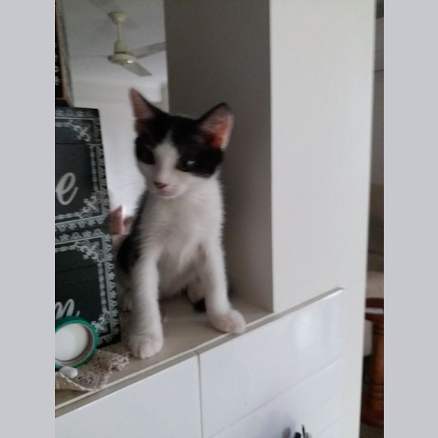 Photo of Spikey On Sale Now