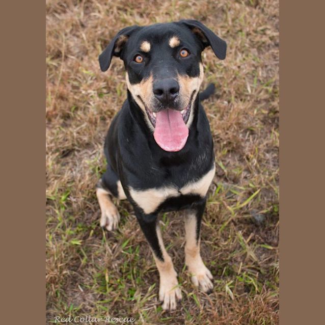 Photo of Skylah (Adoption Pending)