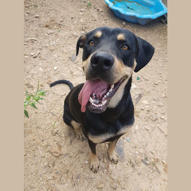 Photo of Skylah (Adoption Pending)