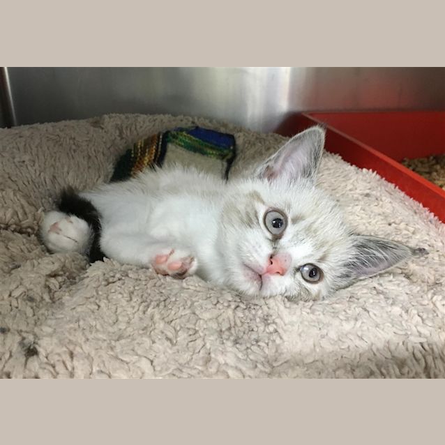 Photo of Pearl