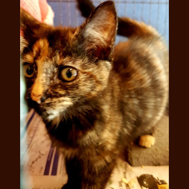 Photo of Melody