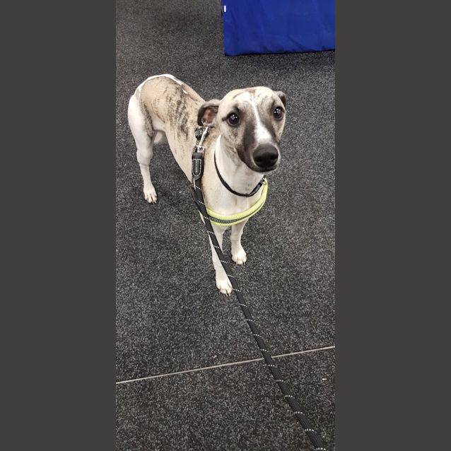 Photo of **On Trial** Bailey