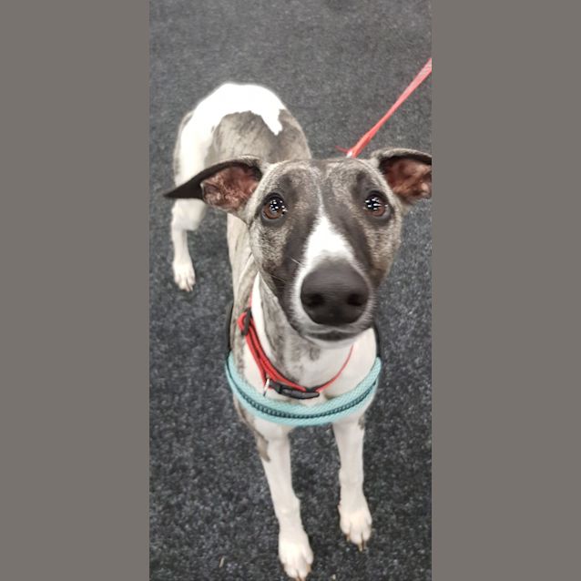 Photo of **On Trial** Bandit  